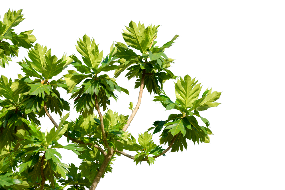 Breadfruit tree