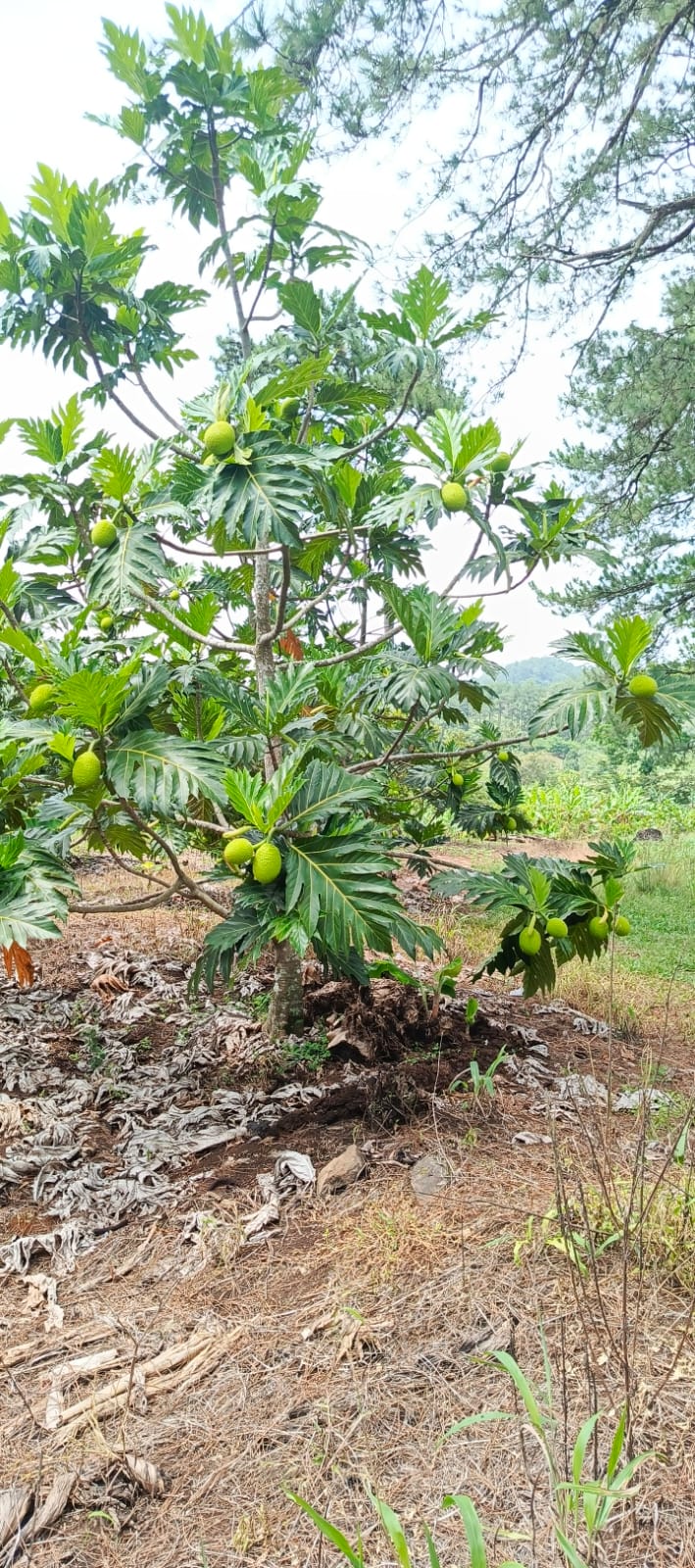 Large Tree a lot of Fruit
