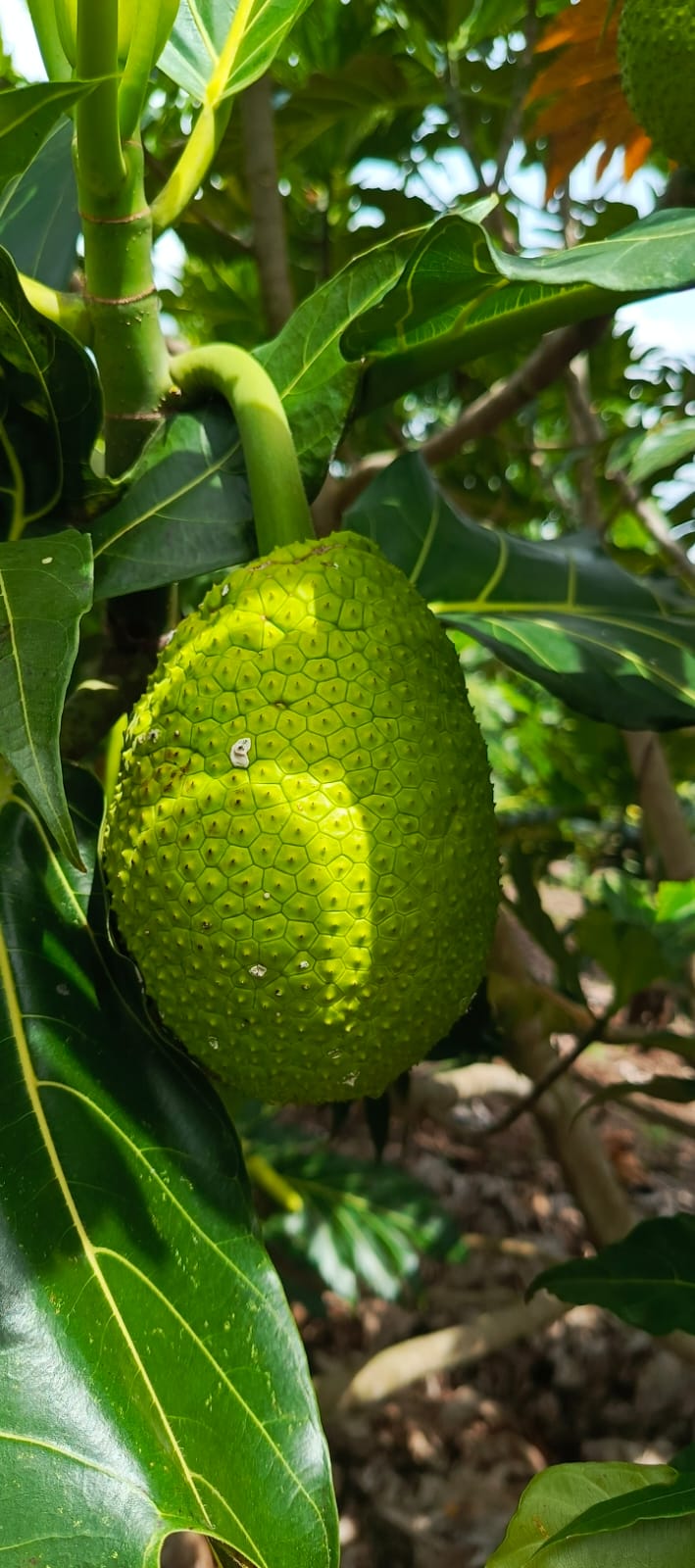 Nice Fruit