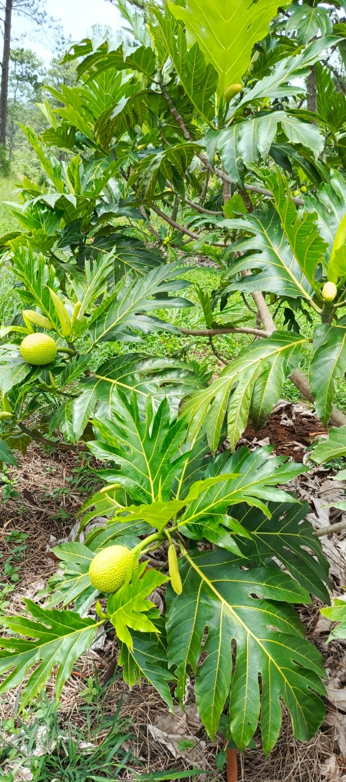 Fruit Flowers