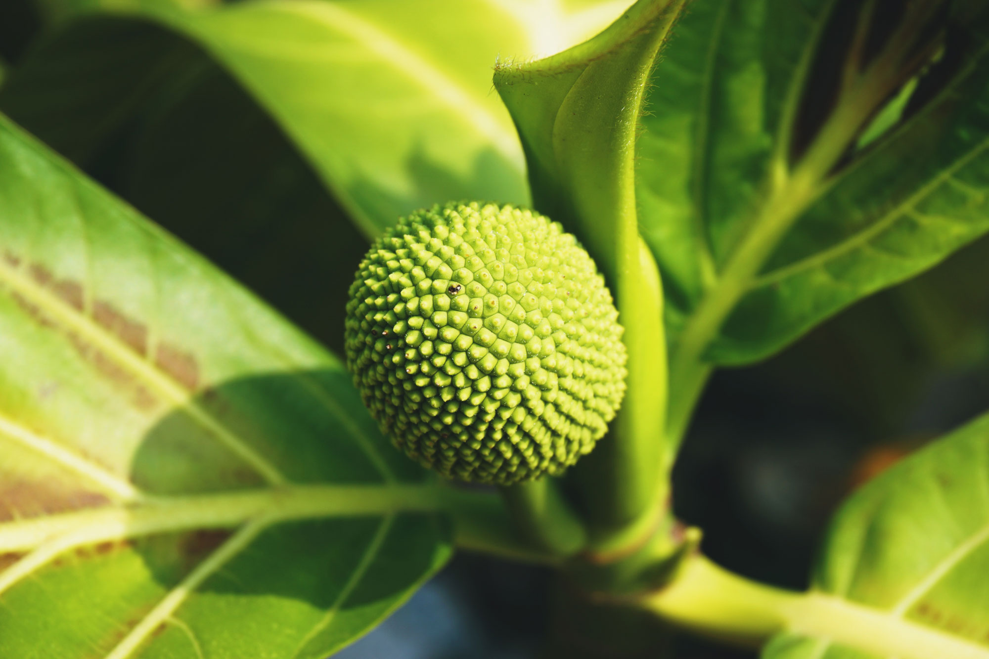 A regenerative breadfruit farm at sunrise