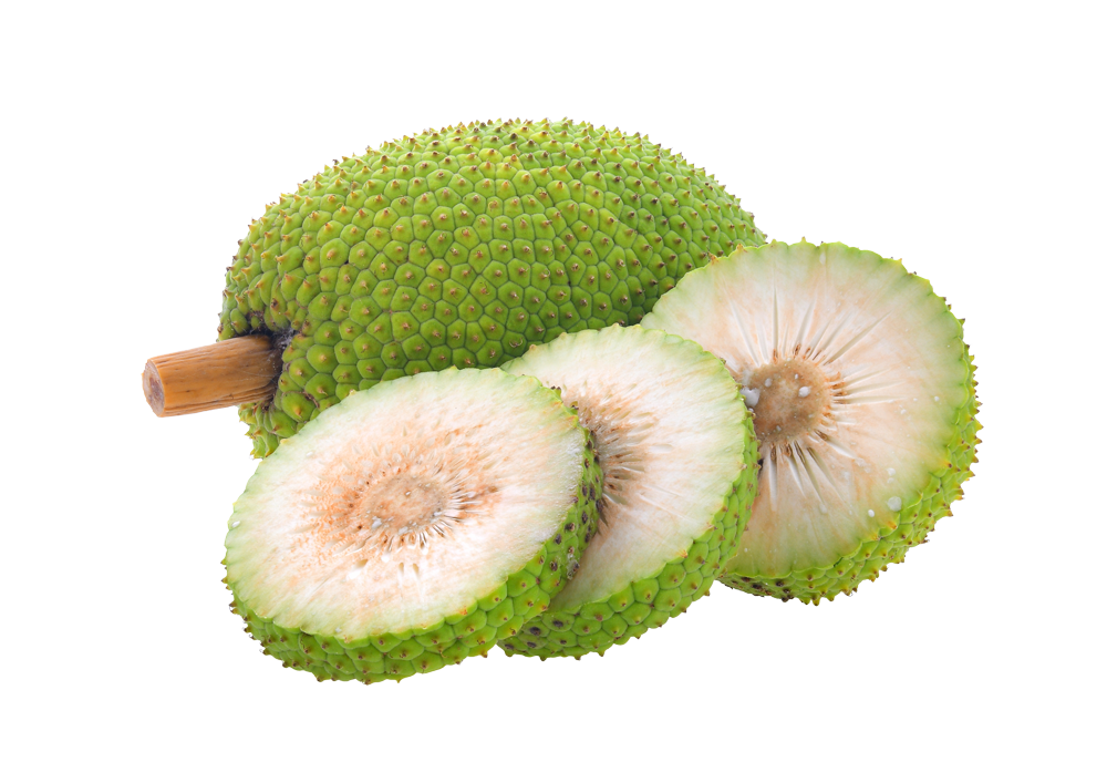 A breadfruit tree heavy with fruit