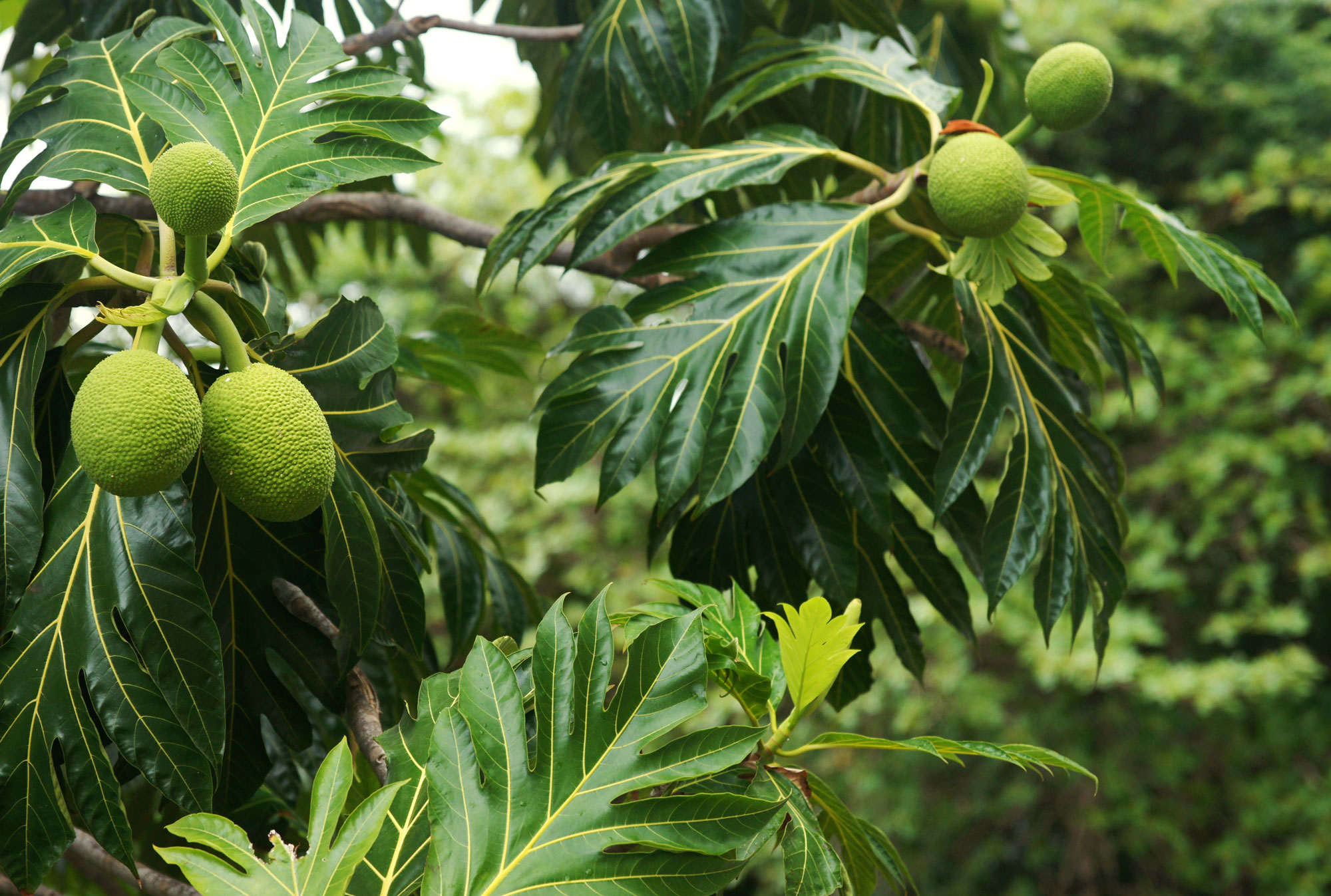 A mature breadfruit tree in full leaf