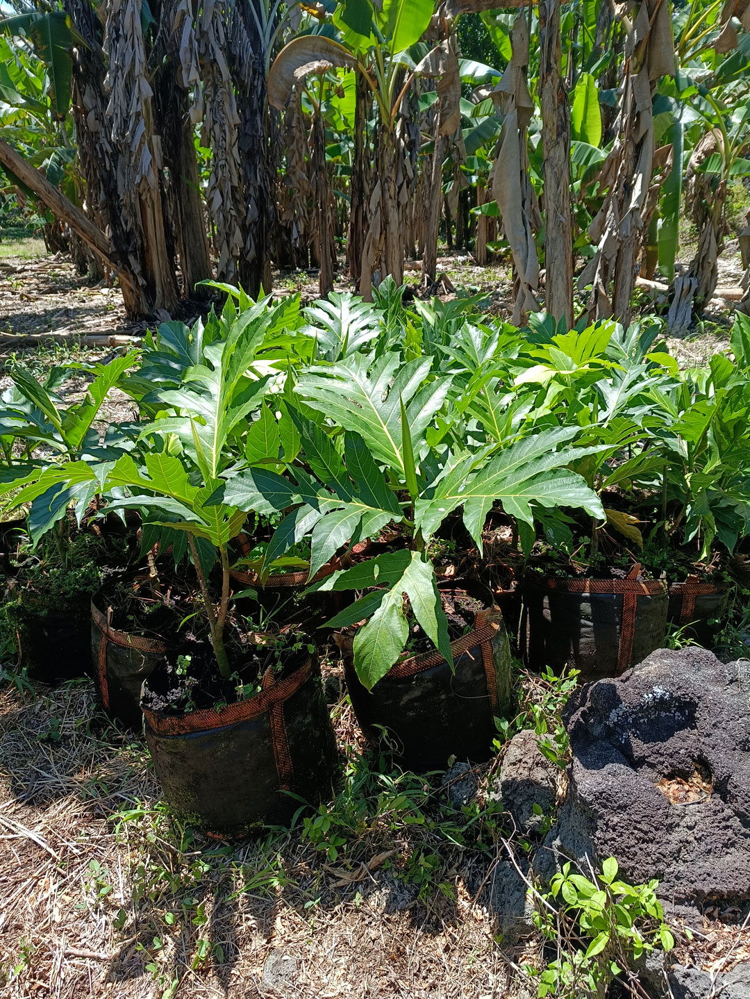 Fresh-picked breadfruit