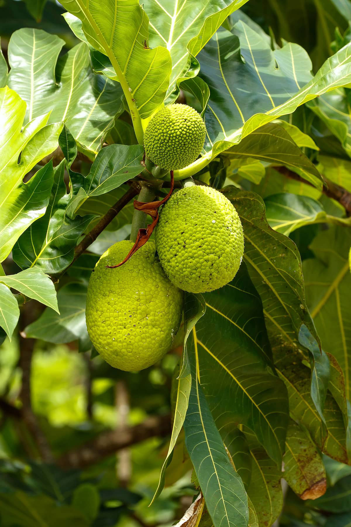 A young breadfruit tree taking root
